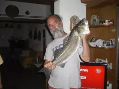 European Sea Bass