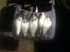 Nice size crappie