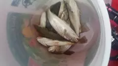catch of the day!