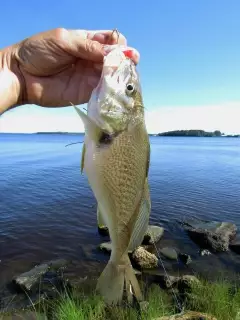 Biggest Croaker I have caughty\ 10"