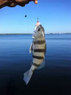 Fish were hungry this morning