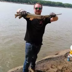 Longnose gar from the Ohio River