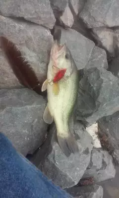more bass