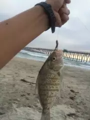 Pesca en rosarito