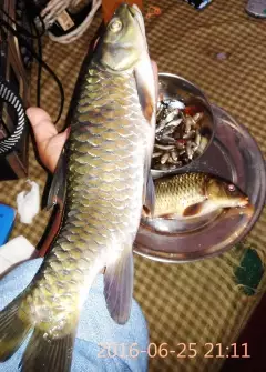 Red Fin Mahseer