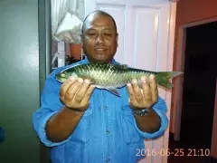 Red Fin Mahseer