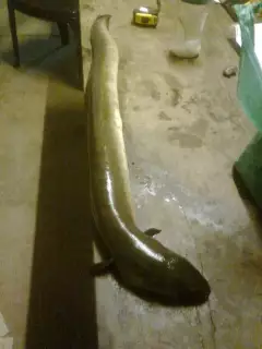 indian mottled eel(fresh water)