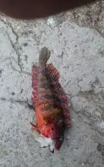 Wtf is this
