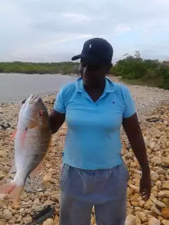 Dapper Snapper