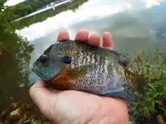Caught On A Piece Of Hotdog Believe It Or not