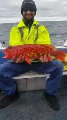 Harlequin fish