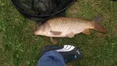 Real nice chunky carp about 16 lb