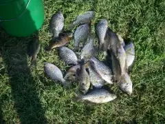 Who says you can't catch crappie in hot weather. And it has been HOT in MD.