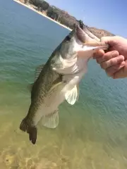 Basslander at it again!