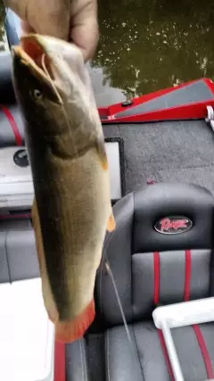 Sabine River Grinnell  Great fight