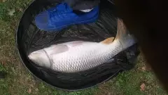 Nice 7lb common