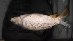 8lb common