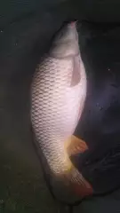 9lb common