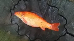 3lb koi cross i think
