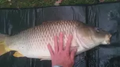 Huge 23 lb common
