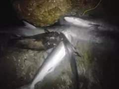 Fishing in UAE