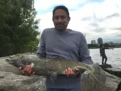 18 pounder Salmon caught off the shore