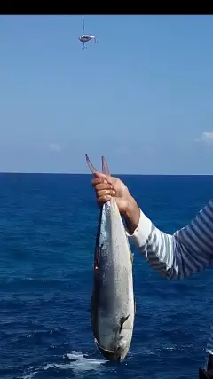 My first Mahi-mahi