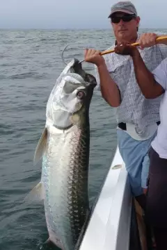 Costa Rica tarpon