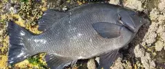 Rock blackfish 51cm