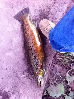 Brown trout