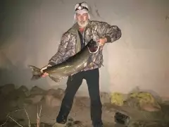 36lb chinook
