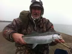 Steelhead at Bronte