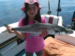 School mackerel