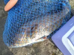 MARINA MALL BREAKWATER FISHING 16Sept2016