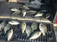 Crappie Fishing