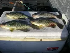 Nice size crappie 10/10/16