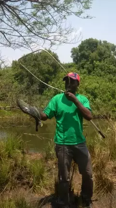 Scooping season for common bream