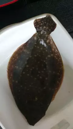 Flounder bite is on for the Human Seine