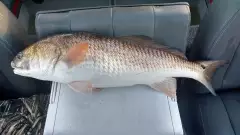 23" Redfish for the Human Seine