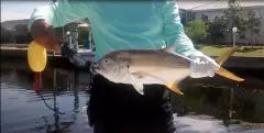 Jack Crevalle caught 5/23/2016