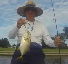 12" Jack Crevalle caught 9/6/2016