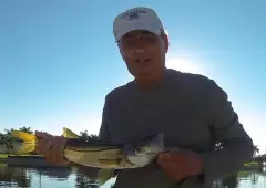 18" Snook caught 9/25/2016