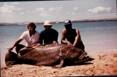 Bobby the Grouper