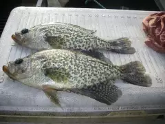 Caught some 10-to 12 1/2" crappie