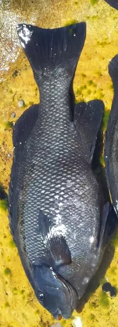 Rock blackfish 59cm 5 half kgs