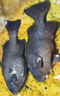 Rock blackfish