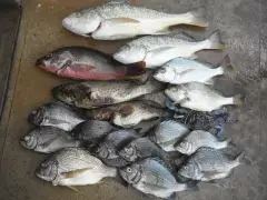 Groper Creek Queensland