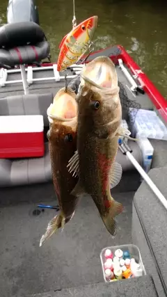 The Human Seine Catchin' 'em 2 at a time in the Sabine River