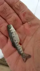 brown trout fry