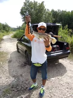 Baby barramundi from public drain